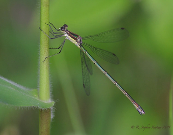 Lestes inaequalis, female